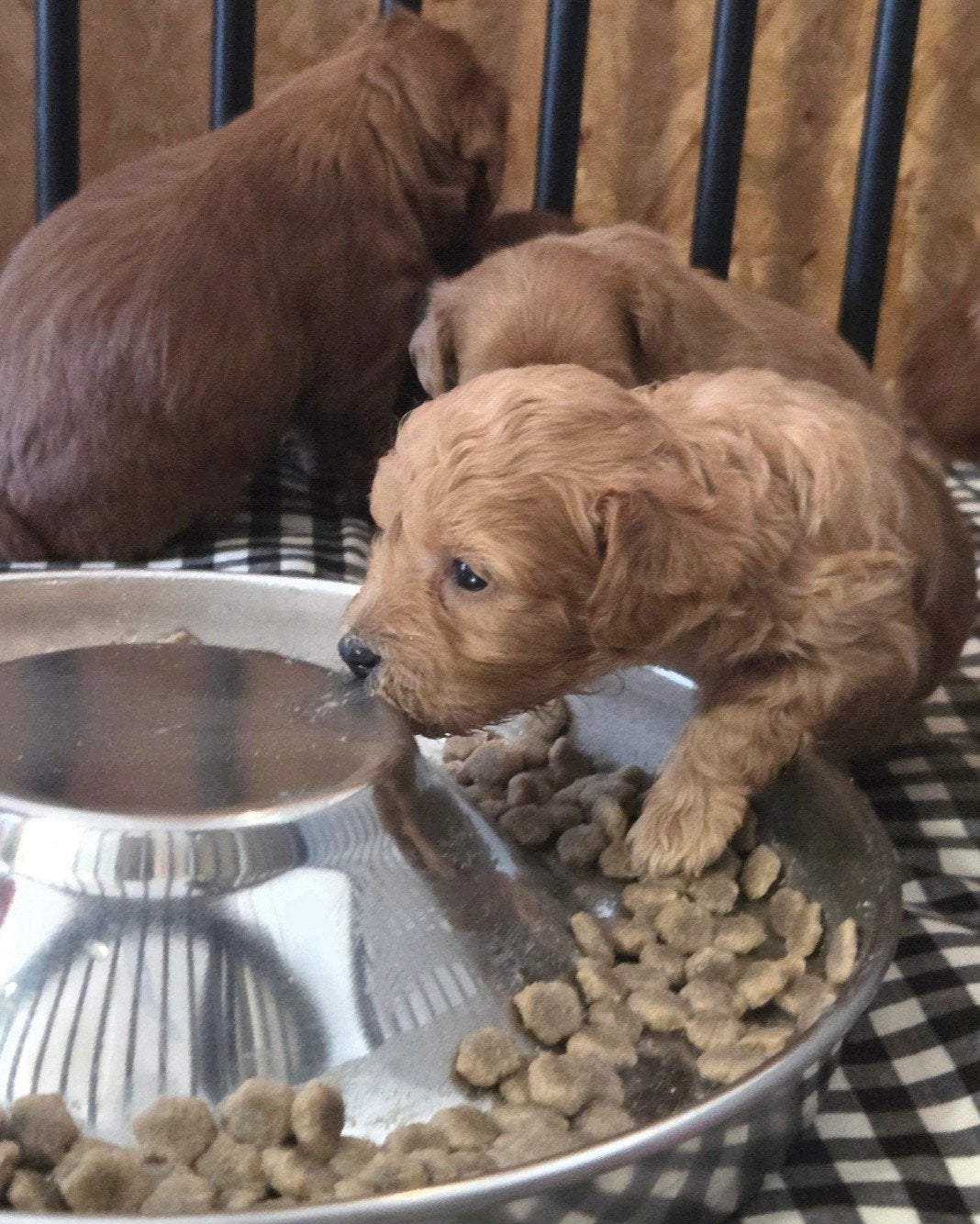 Maltipoo pups F1 geboren op onze dagbesteding!, Dieren en Toebehoren, Honden | Chihuahua's en Gezelschapshonden, Meerdere dieren