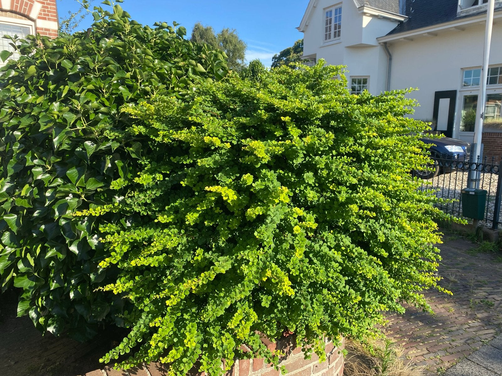 Groene Bodembedekker - Ideaal voor Tuin en Border, Ophalen, Bodembedekkers, Volle zon, Vaste plant