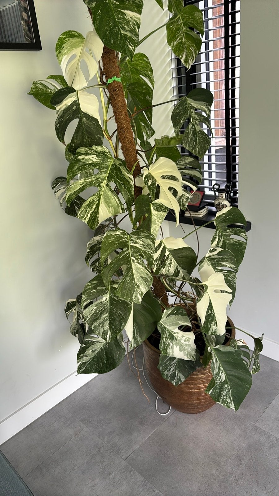 Monstera Variegata stekken, Overige soorten, Minder dan 100 cm, Groene kamerplant, Halfschaduw
