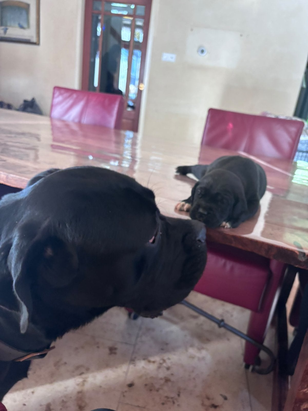 Raszuivere Cane Corso pups beide ouders aanwezig, Overige rassen, 8 tot 15 weken, Meerdere, Meerdere dieren