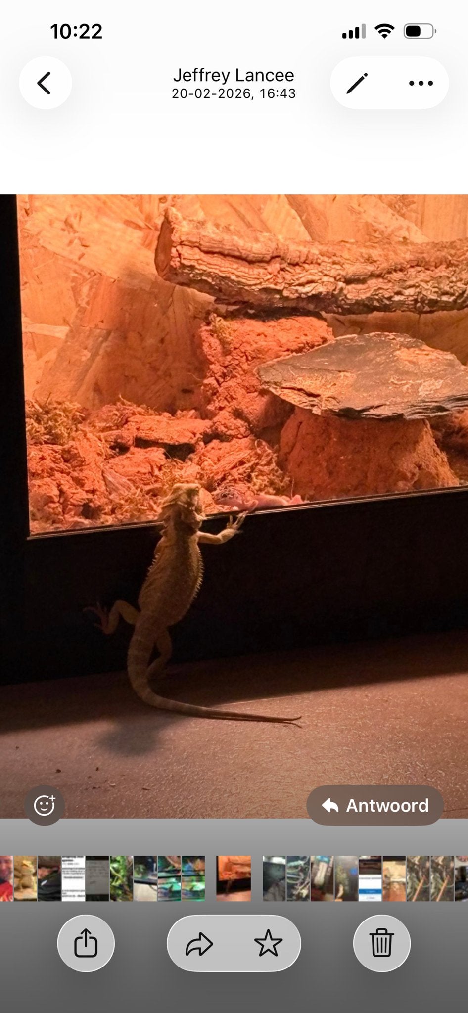 Baardagaam man incl osb terrarium 120x50x50 Bearded Dragon photo 2