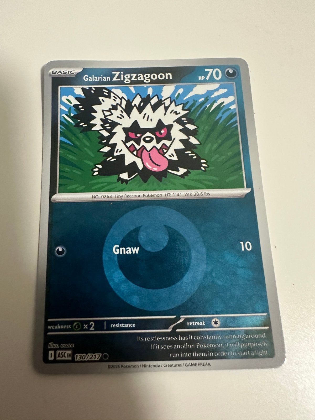Galarian Zigzagzoon POKEMON, Ophalen of Verzenden, Nieuw