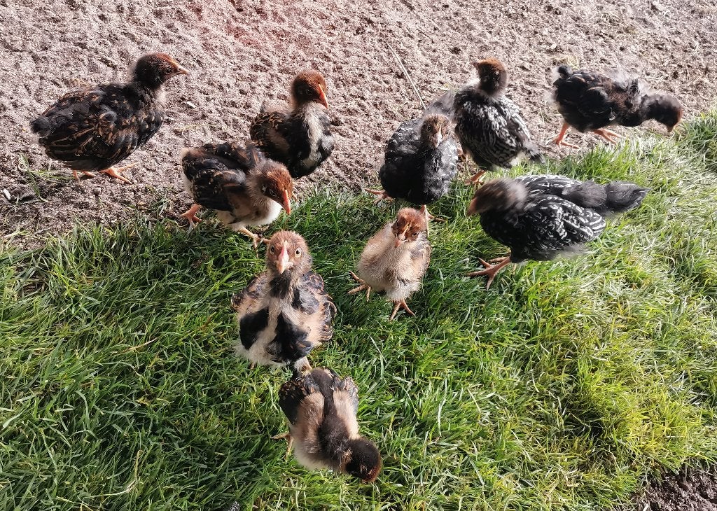 10 Barnevelder (groot) Dubbelgezoomd kuikens, Geslacht onbekend, Kip