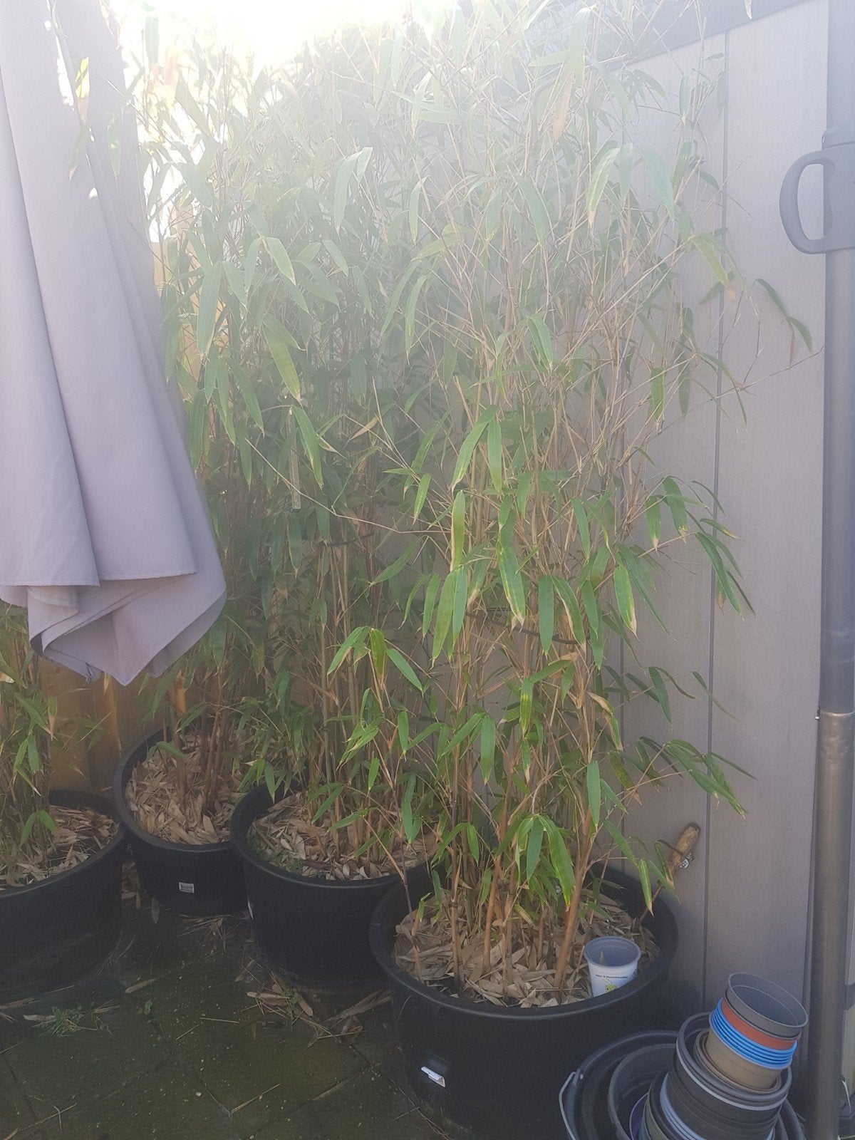 bamboe, Ophalen, Bamboe, 250 cm of meer