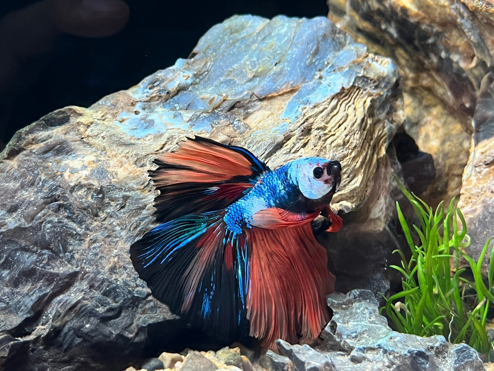 Betta koi, Vis