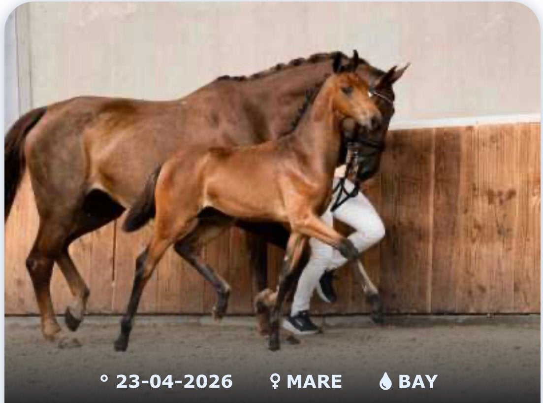 Knap merrie veulen uit een goede stam, Dieren en Toebehoren, Merrie, Met stamboom, Niet van toepassing, Dressuurpaard