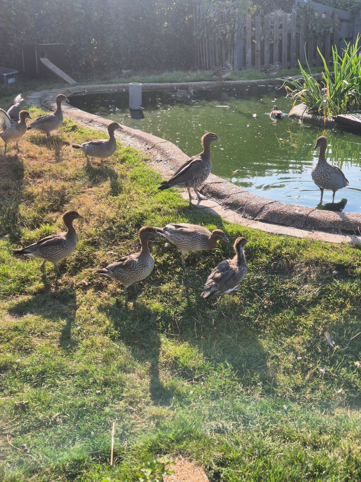 siereenden, Dieren en Toebehoren, Pluimvee, Meerdere dieren, Eend