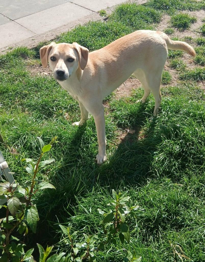 KLARISSA  LIEF SPEELS, JONG, TEEFJE, KLEIN MIDDELMAATJE, Dieren en Toebehoren, Honden | Niet-rashonden, 15 weken tot 1 jaar, Teef