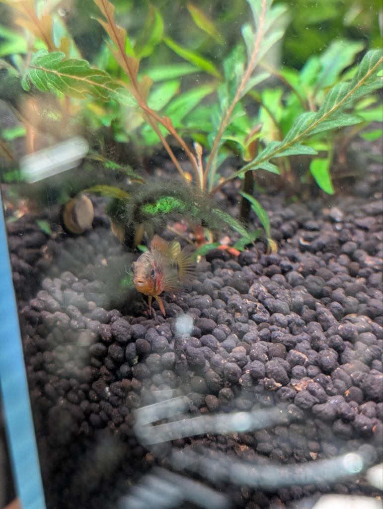 Apistogramma macmasteri (vrouwtje / female), Vis