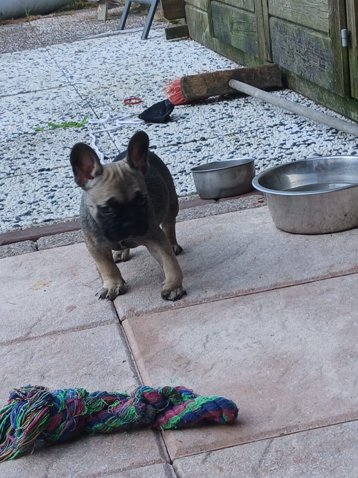 Franse bulldog pups, Dieren en Toebehoren, Honden | Bulldogs, Pinschers en Molossers, 8 tot 15 weken, Teef, Bulldog, Meerdere