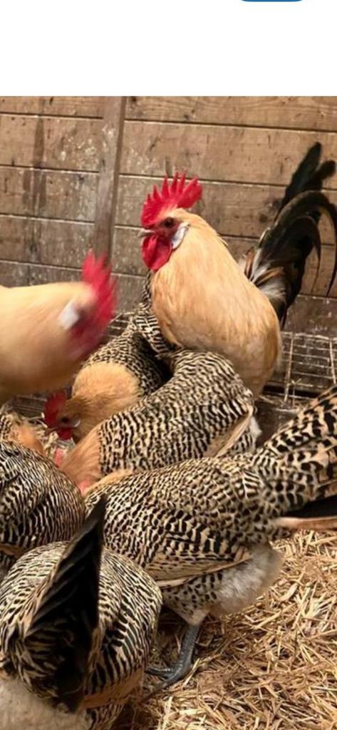 Prachtige kuikens vh Friese Hoen. Mooie toompjes te maken., Dieren en Toebehoren, Pluimvee, Vrouwelijk, Kip
