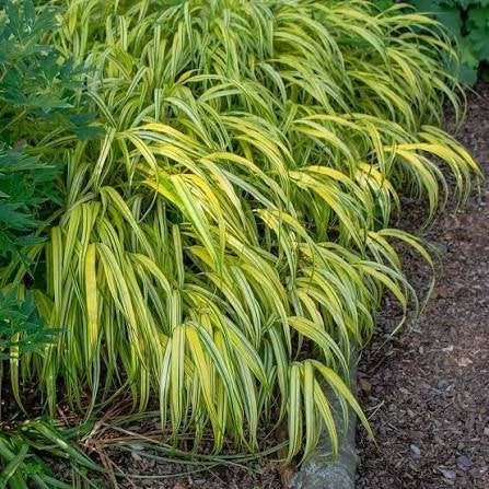 6 verschillende soorten grassen, Tuin en Terras, Ophalen of Verzenden, Vaste plant, Siergrassen, Halfschaduw