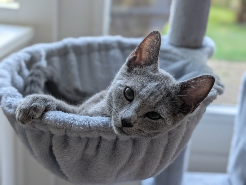 Blauwe Rus kitten met stamboom te koop, Poes, Met stamboom, 0 tot 2 jaar