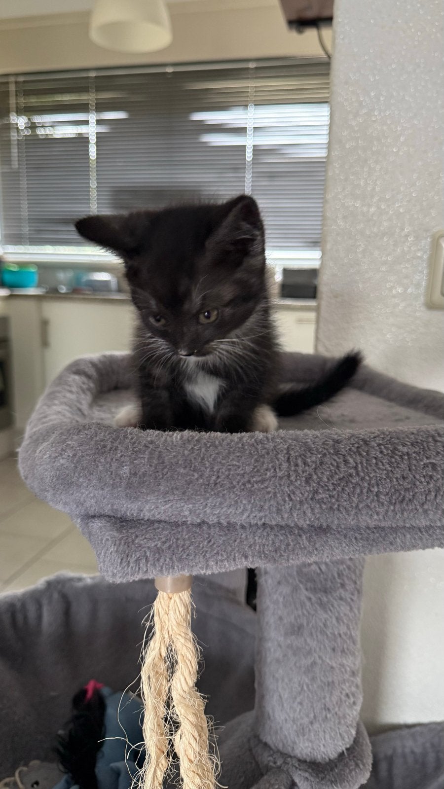 Kittens te koop, Dieren en Toebehoren, Katten en Kittens | Overige Katten