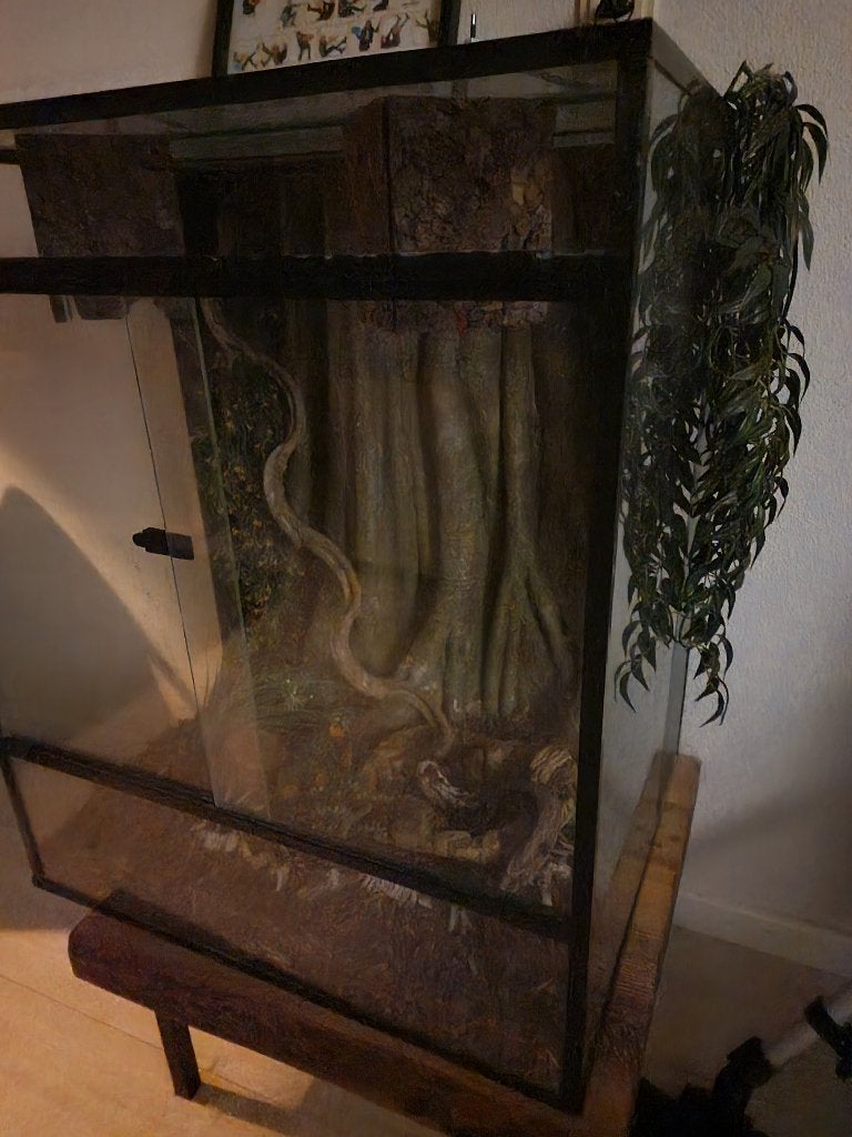 Mooi groot terrarium met inhoud en koningsslang Kingsnake photo 3