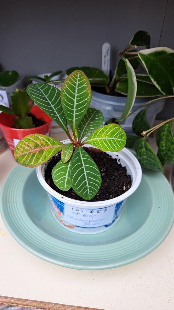 Madagascar Jewel, Huis en Inrichting, Kamerplanten, Ophalen, Halfschaduw, Minder dan 100 cm