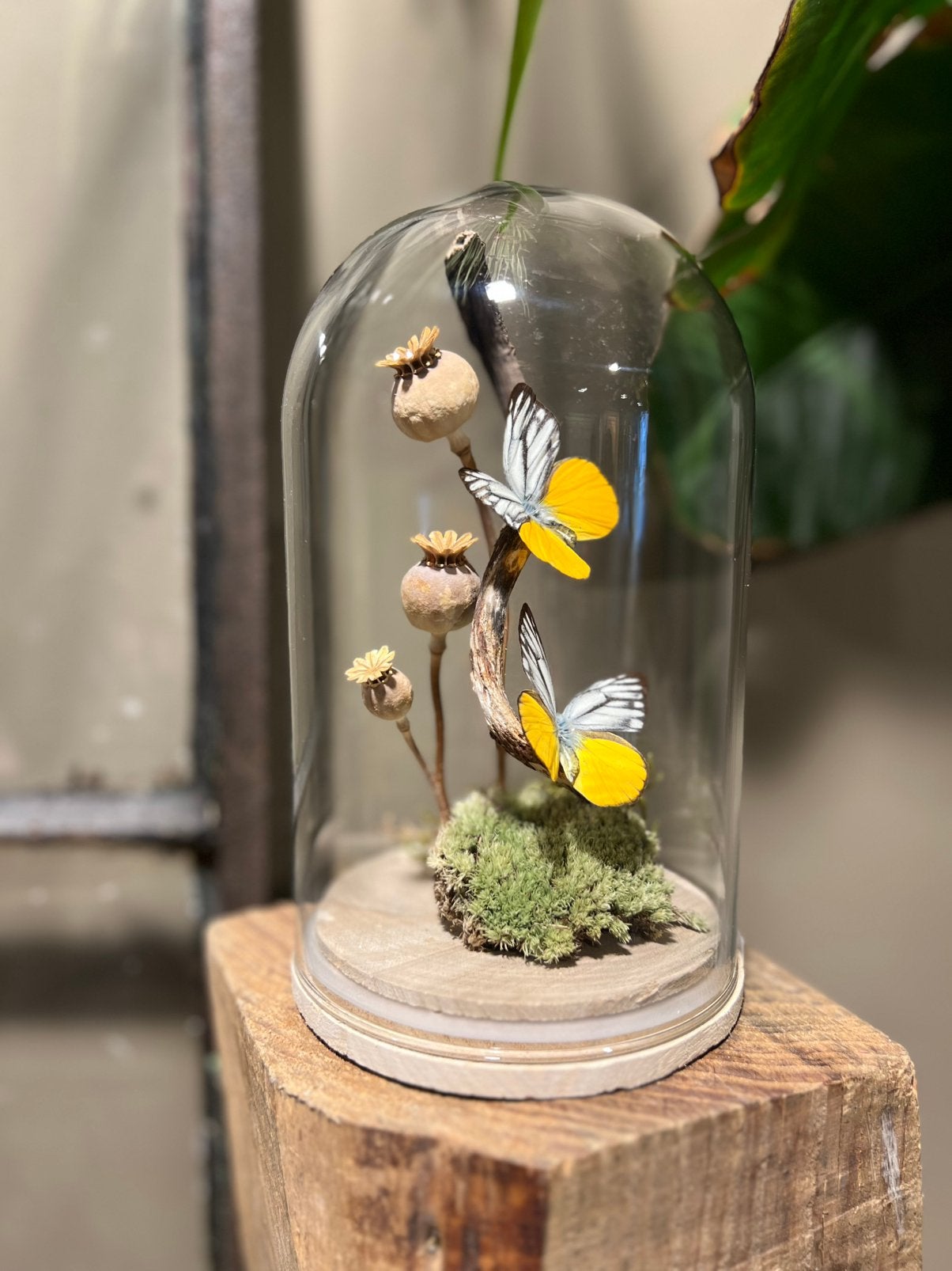 Nieuwe glazen stolp met echte vlinders, Ophalen, Nieuw