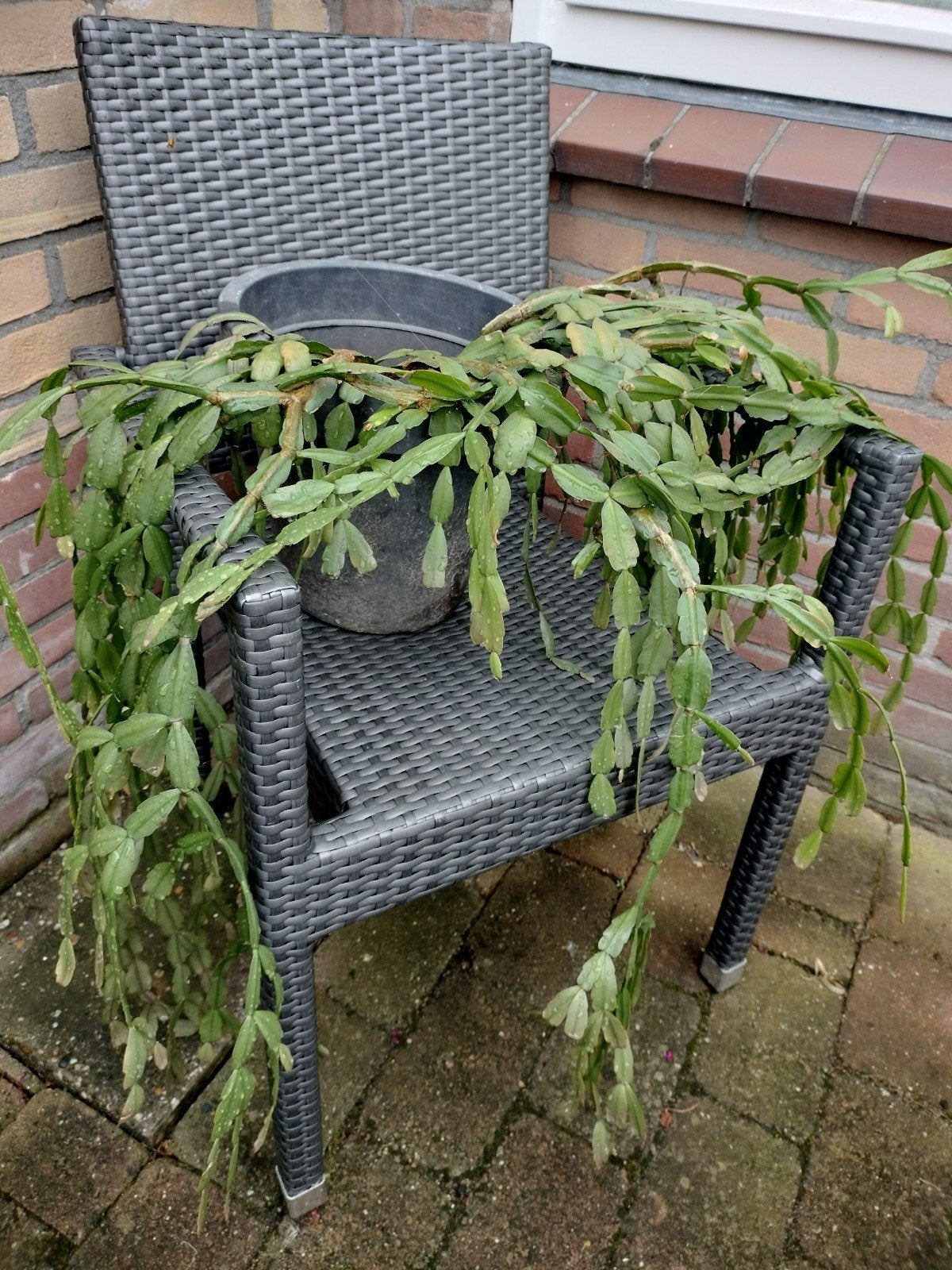 Grote Kerstcactus / lidcactus kleur (fel) rose, Vaste plant, Halfschaduw, Winter, Ophalen