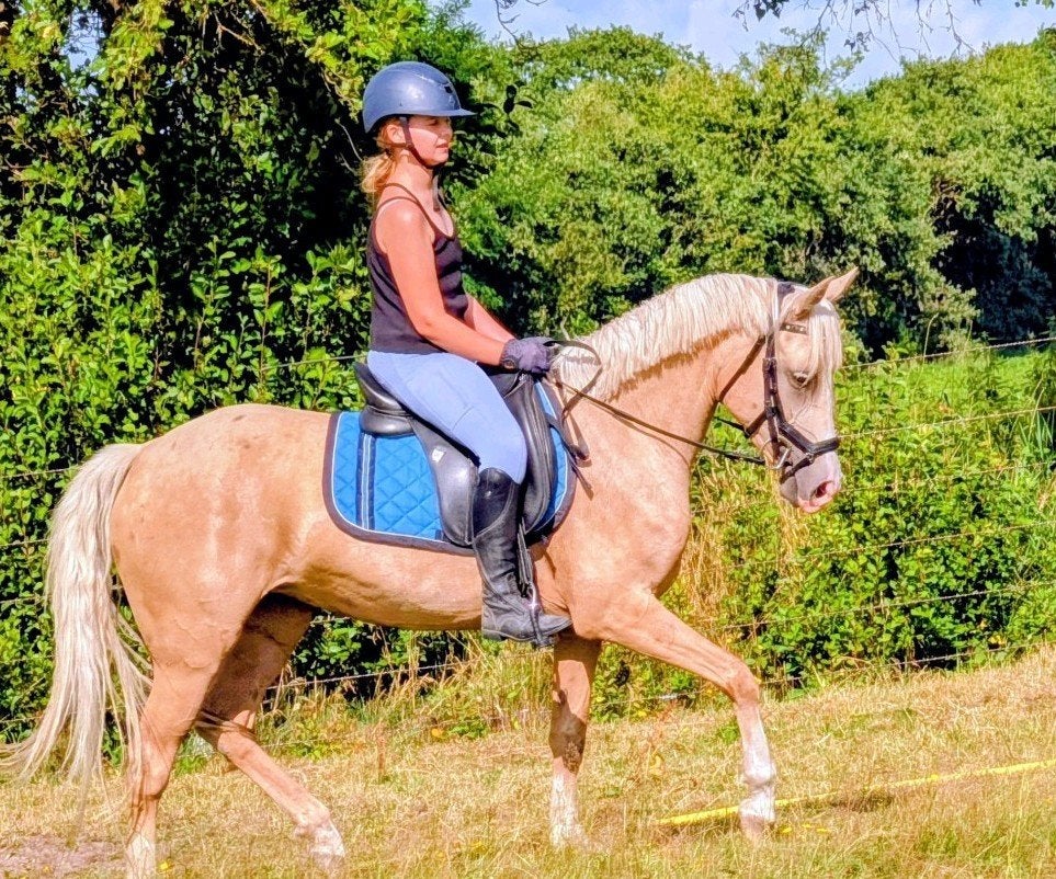 Superfijne D pony merrie, Merrie, Dressuurpony, 3 tot 6 jaar, D pony (1.37m tot 1.48m)