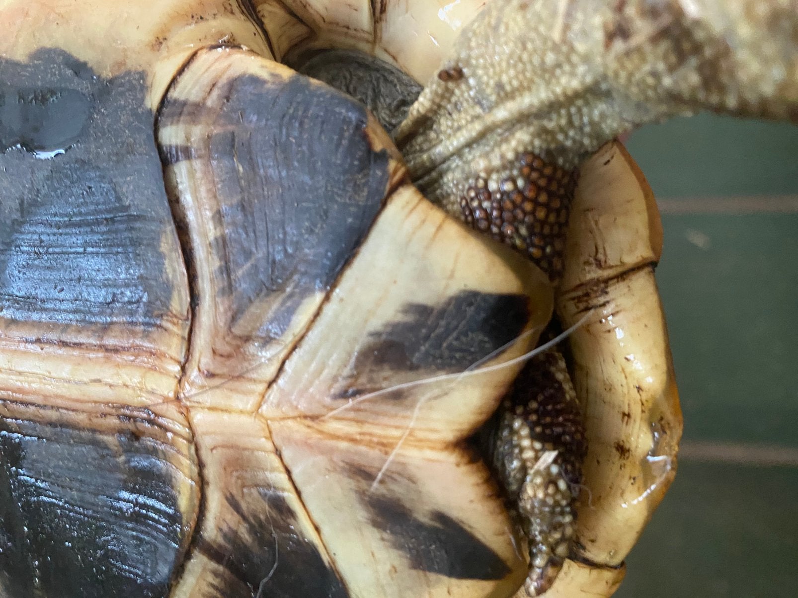 Griekse landschildpad Tortoise photo 2
