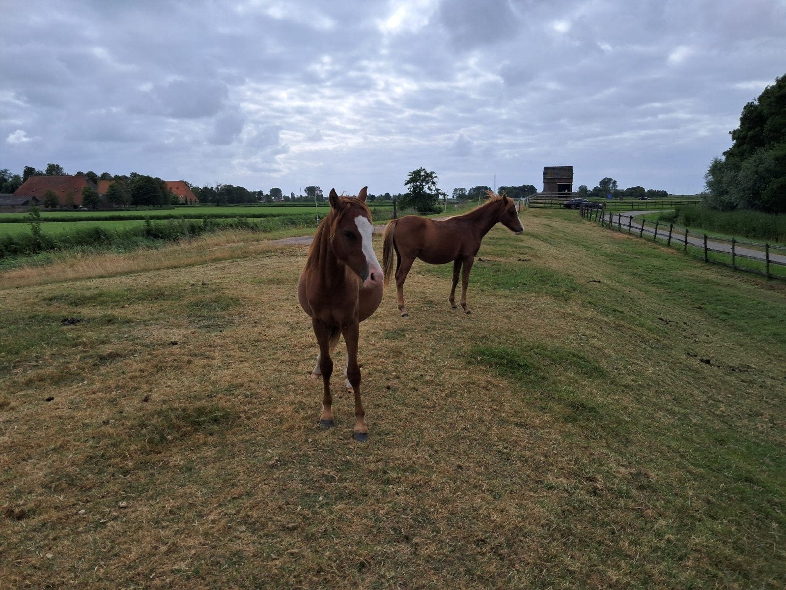 Toekomstig dubbelspan, Hengst, B, B pony (1.17m tot 1.27m), 0 tot 2 jaar