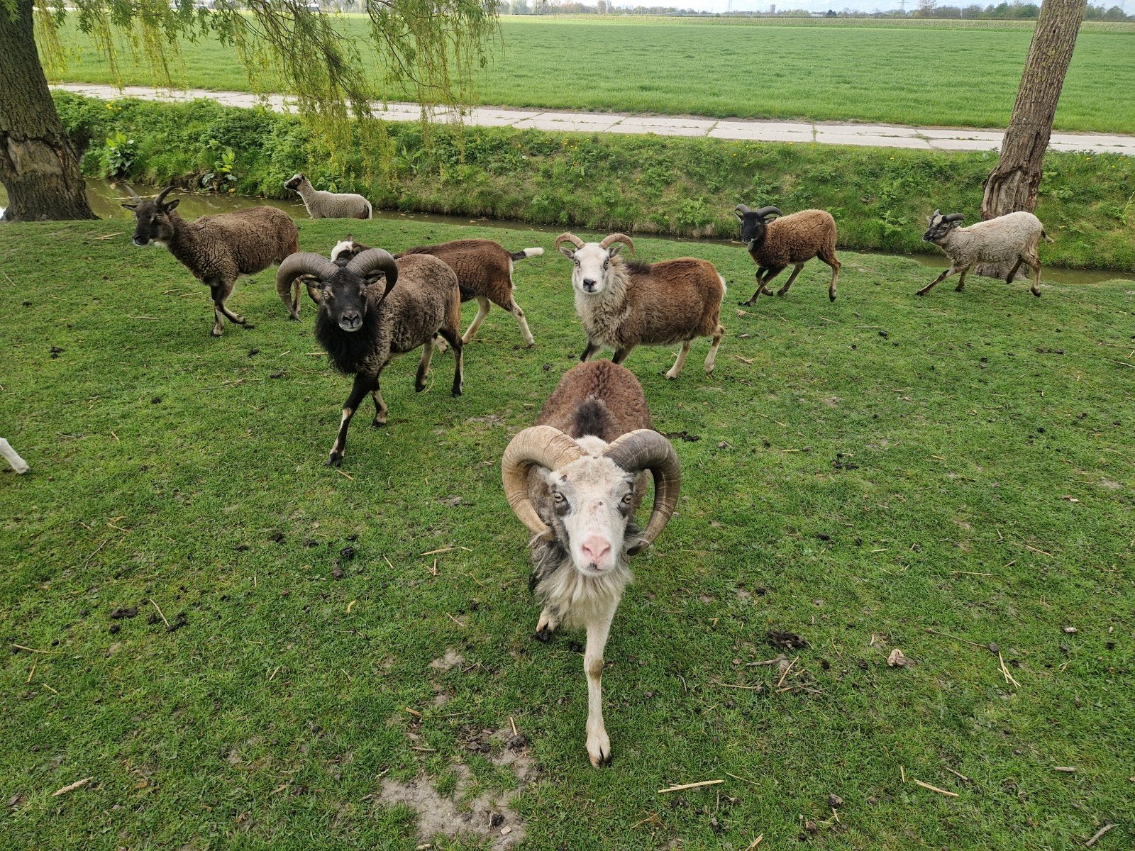Soay schaapjes  , groene grasmaaiers te koop, Dieren en Toebehoren, Schapen, Geiten en Varkens, Schaap, Meerdere dieren