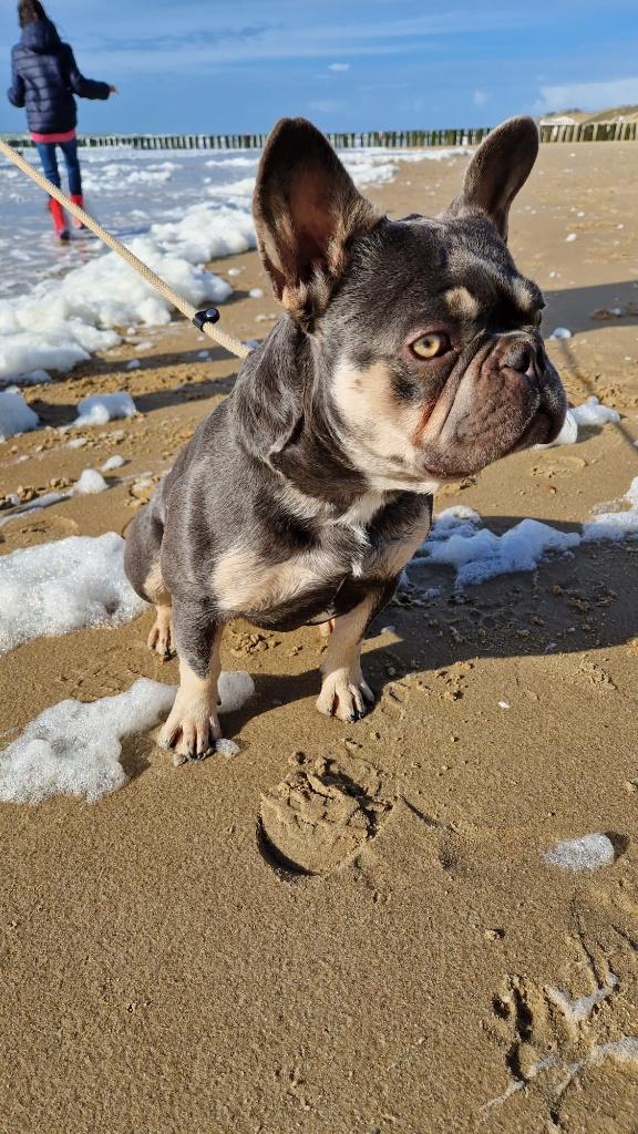 Franse Bulldog reu 4 jaar, Dieren en Toebehoren, Honden | Bulldogs, Pinschers en Molossers, Reu, Parvo, Bulldog, Eén hond