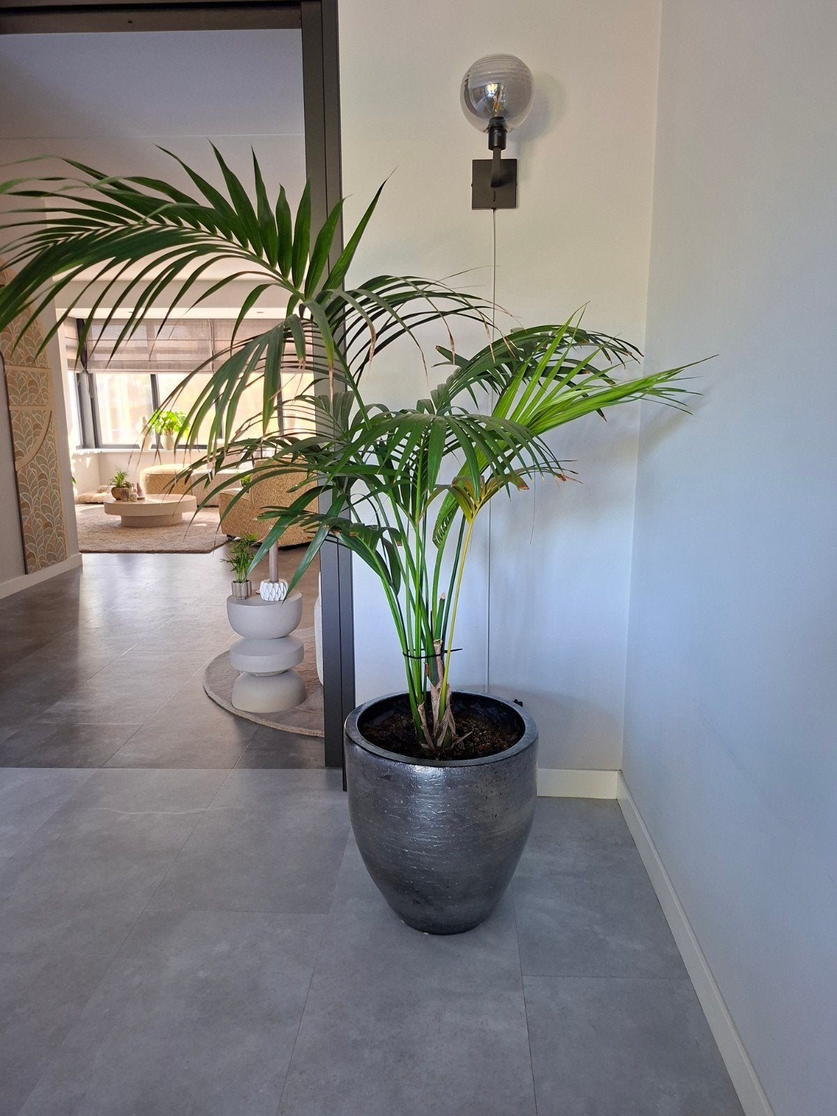Grote Areca palm met grijze pot, Tuin en Terras, Ophalen, Overige materialen, Minder dan 60 cm, Rond
