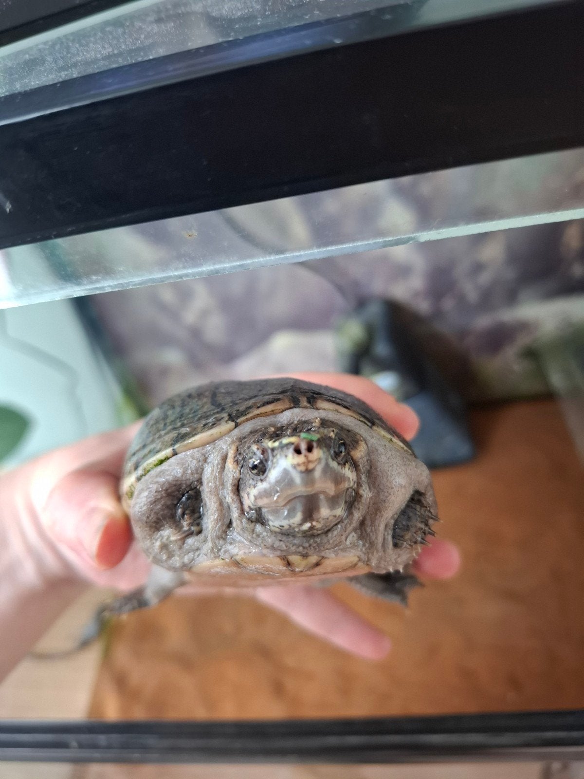 Muskusschildpad Turtle - female for sale from ans