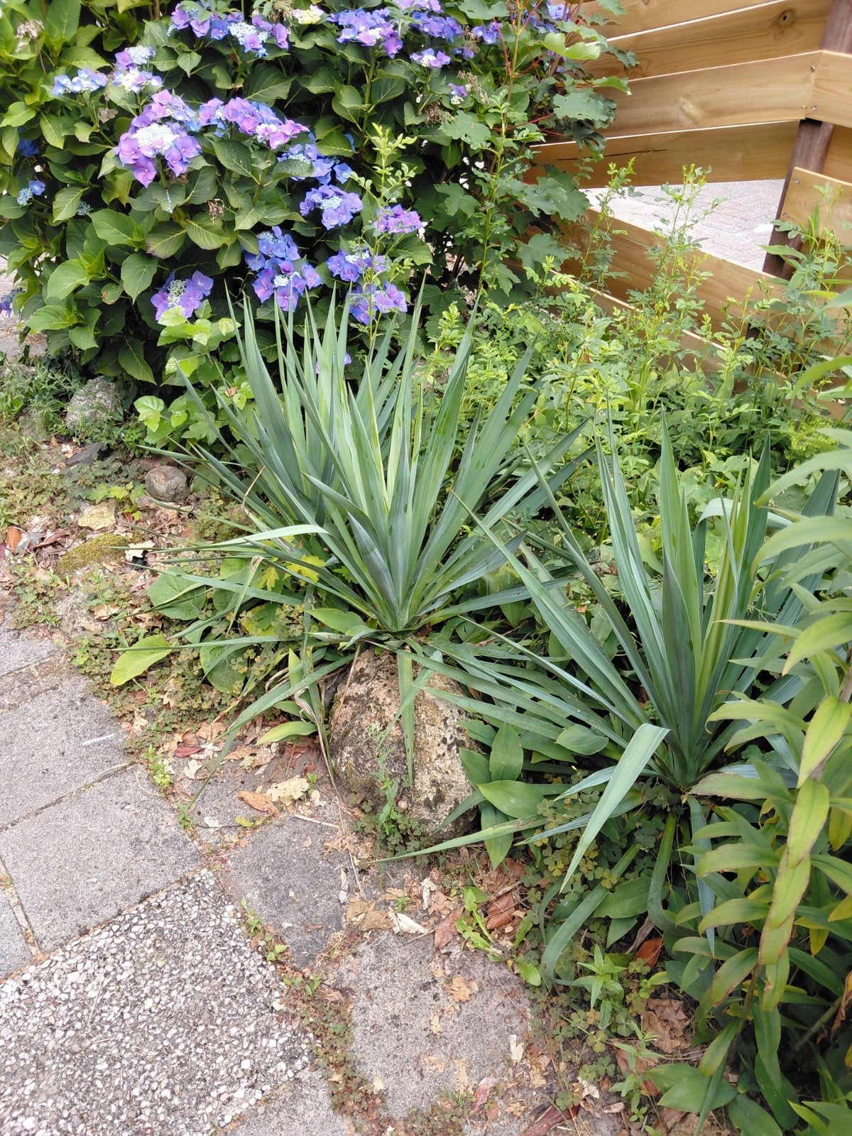 Yucca's, Tuin en Terras, Planten | Tuinplanten, Ophalen, Overige soorten, Volle zon