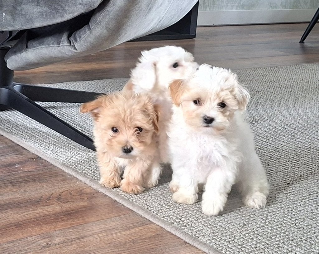 maltipoo pups, Parvo, Overige rassen, 8 tot 15 weken, Meerdere