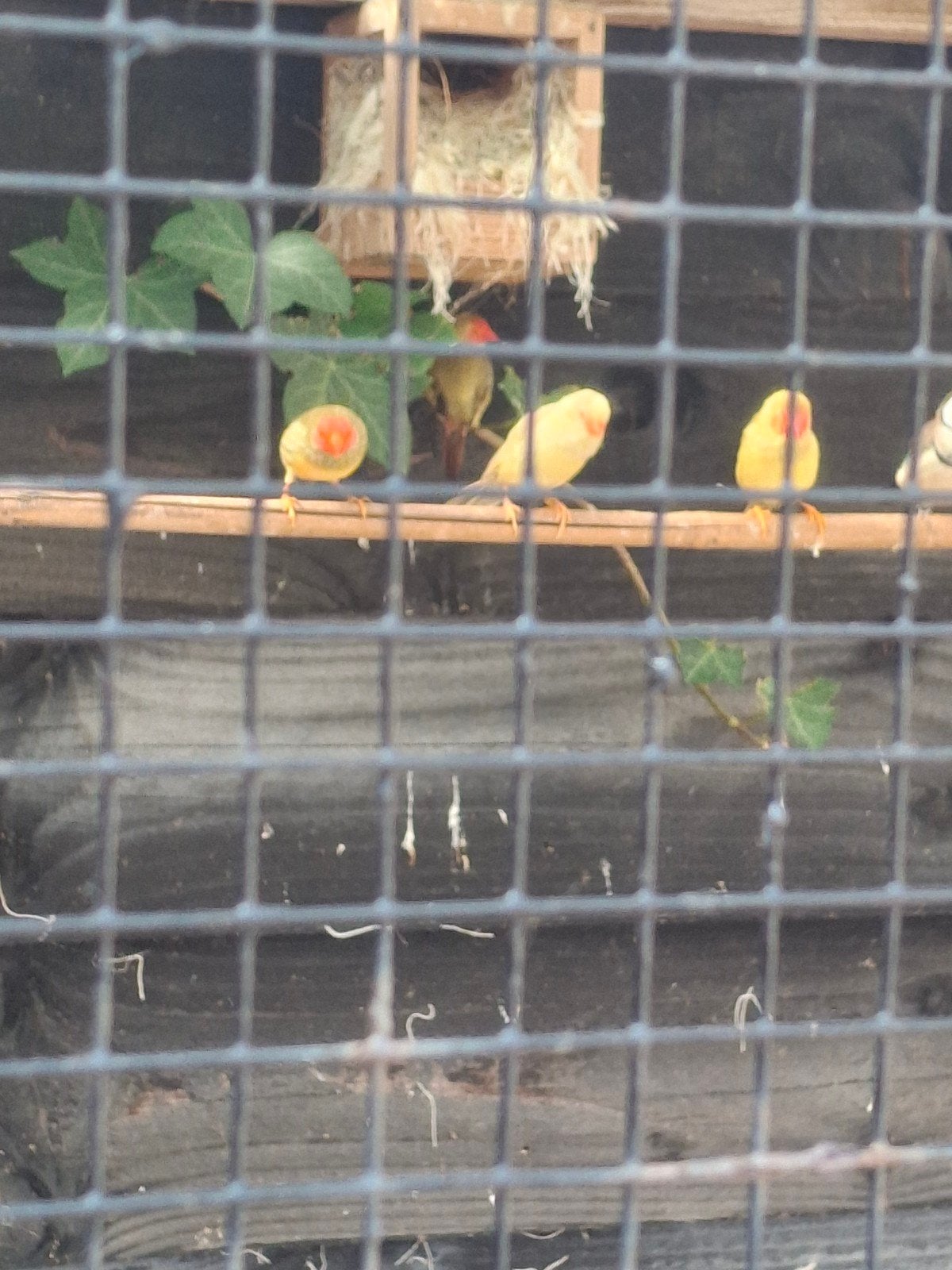 binsen pop, Dieren en Toebehoren, Vogels | Overige Vogels, Vrouwelijk