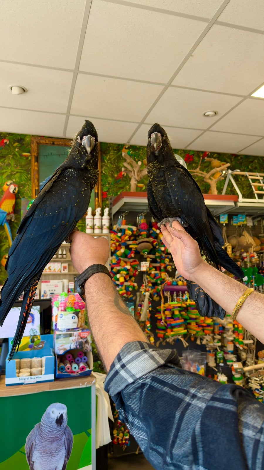 Zeldzaam kaketoe’s, Dieren en Toebehoren, Vogels | Parkieten en Papegaaien, Meerdere dieren, Papegaai, Pratend