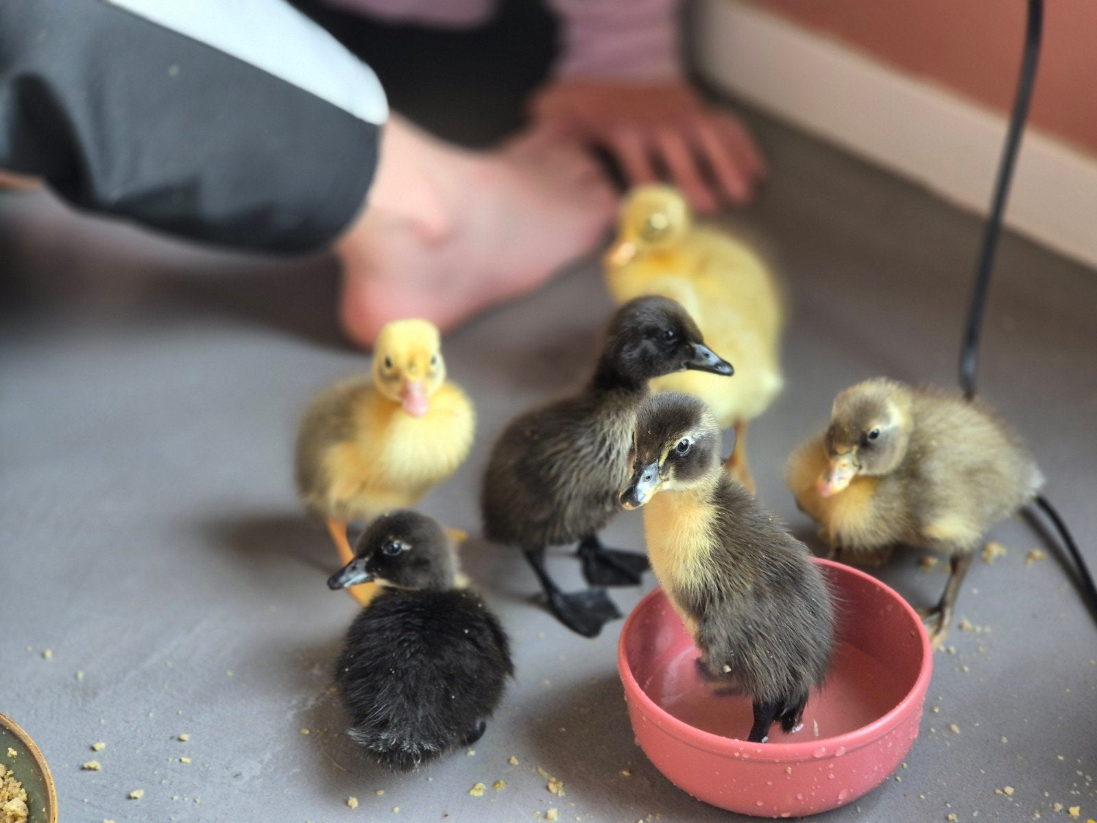 Pulletjes Loopeenden, Meerdere dieren, Kleurkanarie