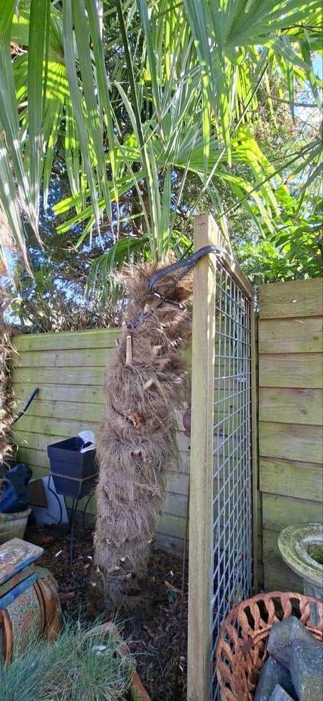Trachycarpus fortunei palmboom ( chinese waaierpalmboom ), Tuin en Terras, 100 tot 250 cm, Zomer, Palmboom, Ophalen