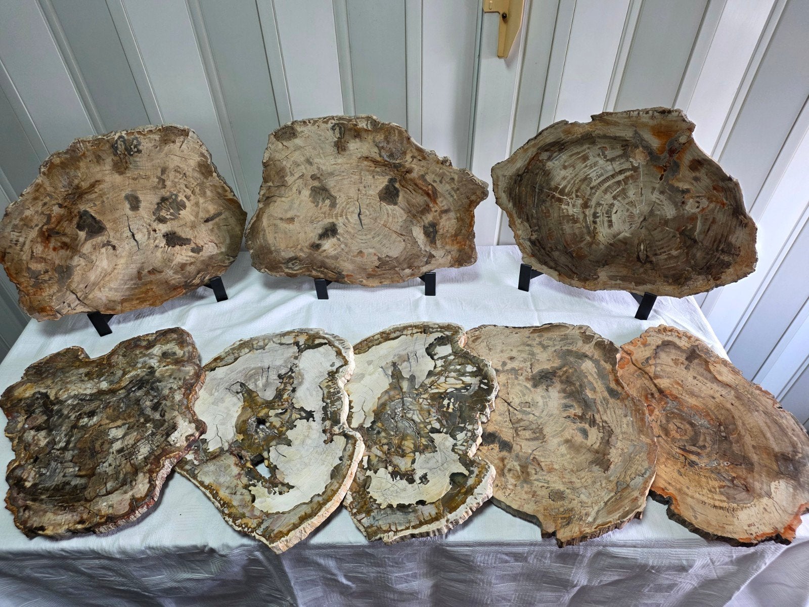 Versteend hout partij | 8 stuks | 31,3 kg, Ophalen, Fossiel
