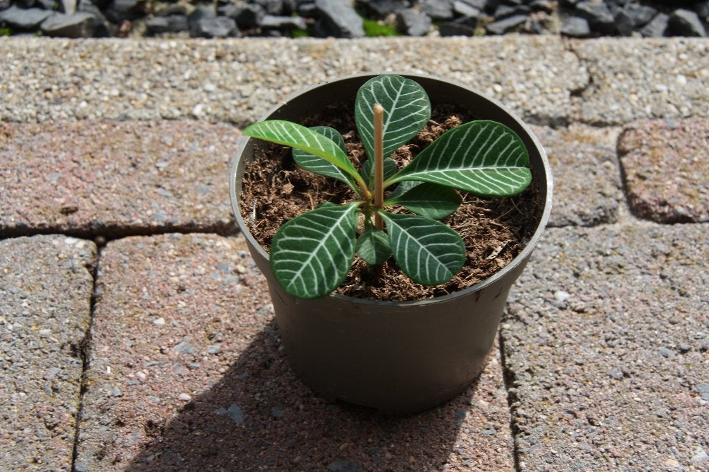 Madagaskar juweel, Huis en Inrichting, Overige soorten, Minder dan 100 cm, Groene kamerplant, Halfschaduw