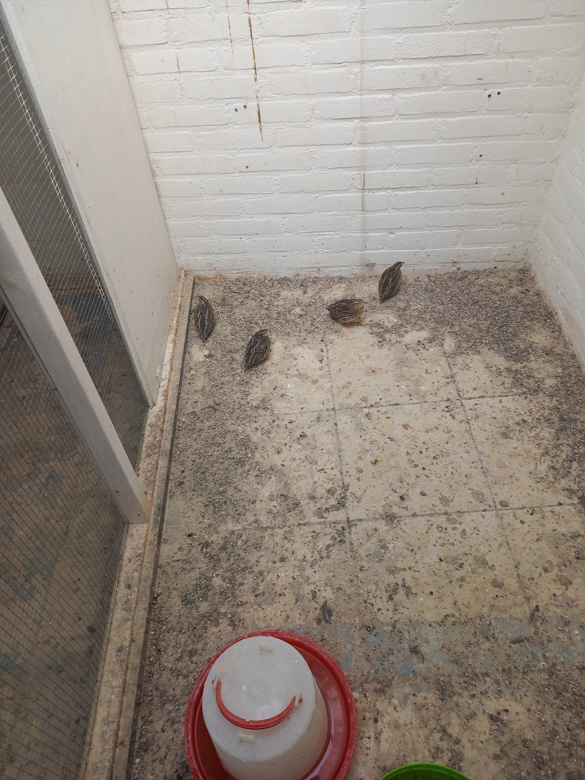 Europese kwartels., Meerdere dieren, Wildzangvogel, Geringd