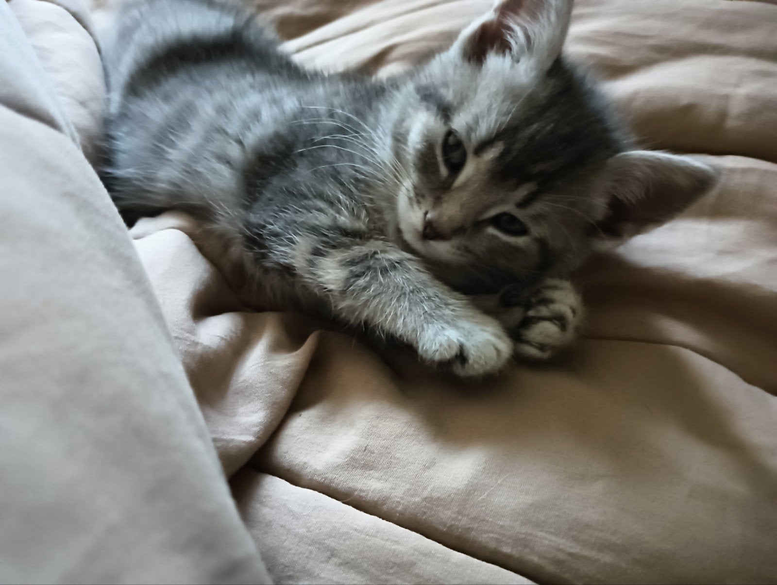 al gereserveerd lieve kittens, Meerdere dieren, 0 tot 2 jaar