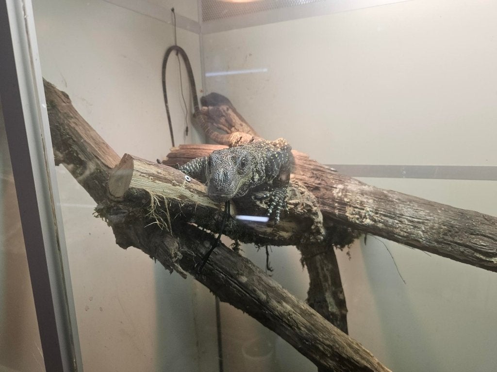 varanus salvadorii   Varan-crocodile, Dieren en Toebehoren, Hagedis, 3 tot 6 jaar