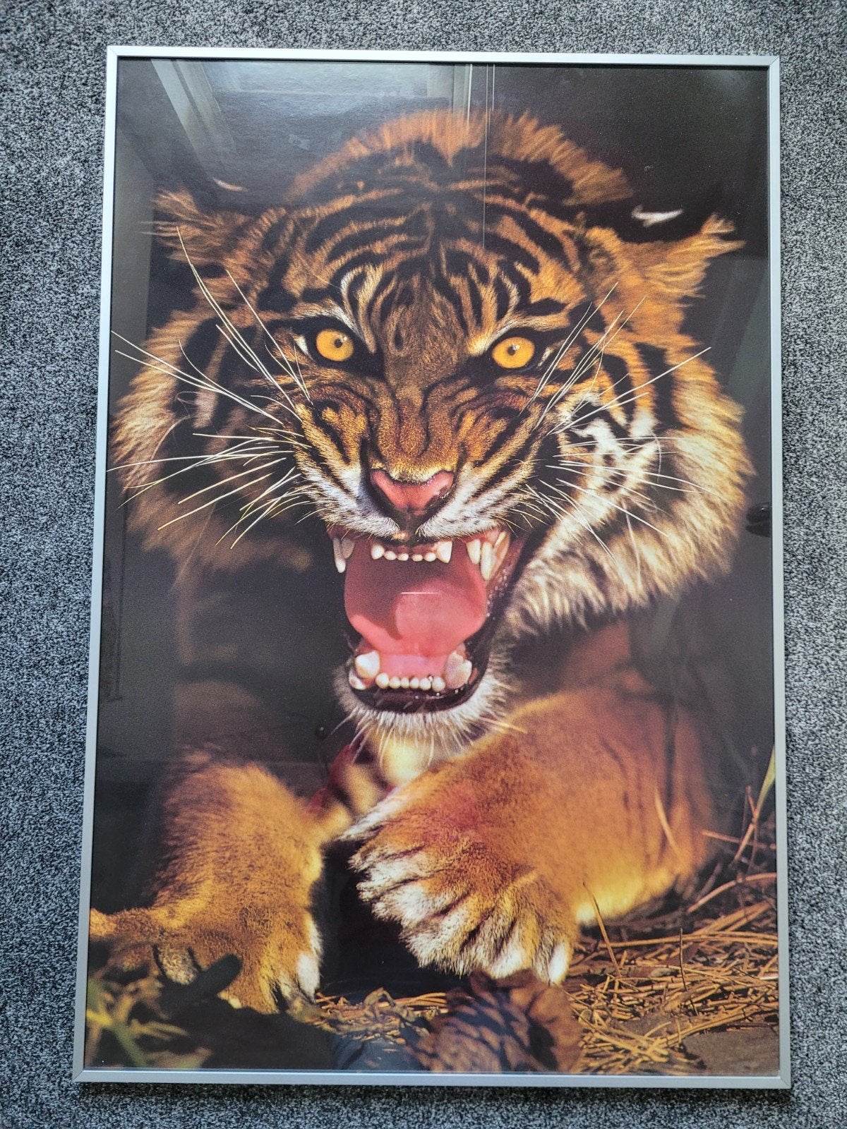 Tijger poster in aluminium lijst, Ophalen, Zo goed als nieuw, Foto of Poster, 75 – 100