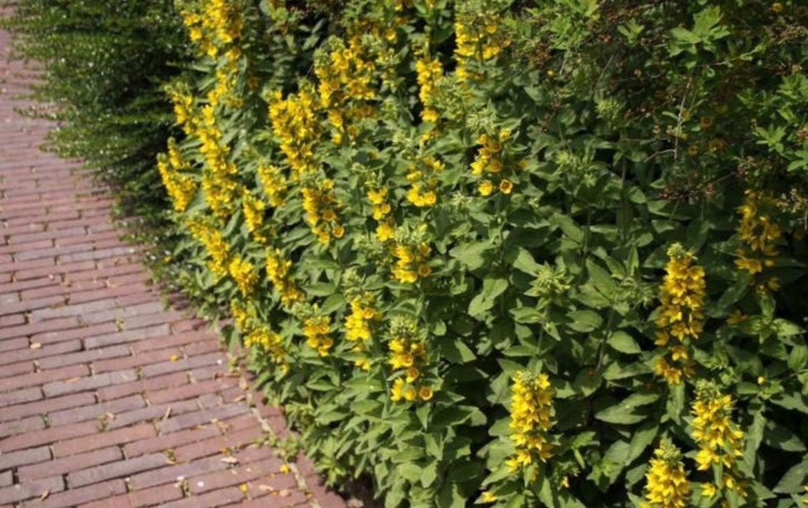 Vaste planten: lysimachia punctata, puntwederik, p9, Tuin en Terras, Planten | Tuinplanten, Bodembedekkers, Vaste plant, Ophalen of Verzenden
