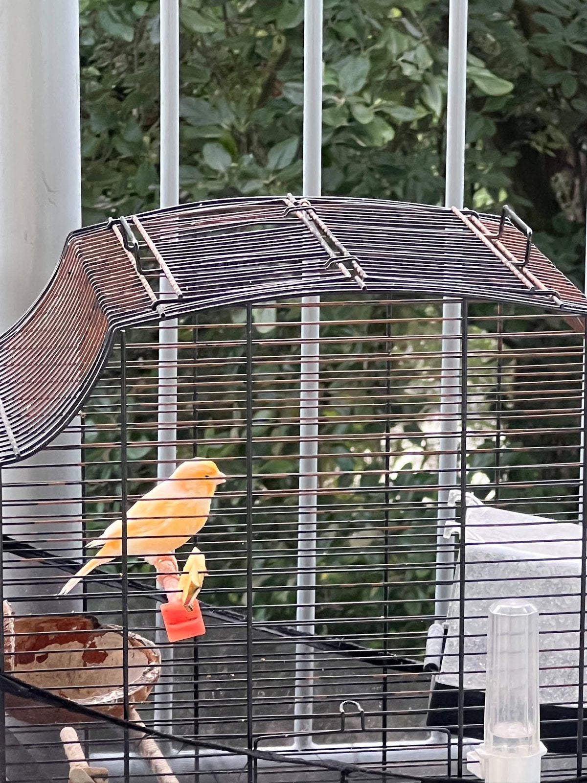 Kanaries 50€ met een kooi, Dieren en Toebehoren, Meerdere dieren, Parkiet