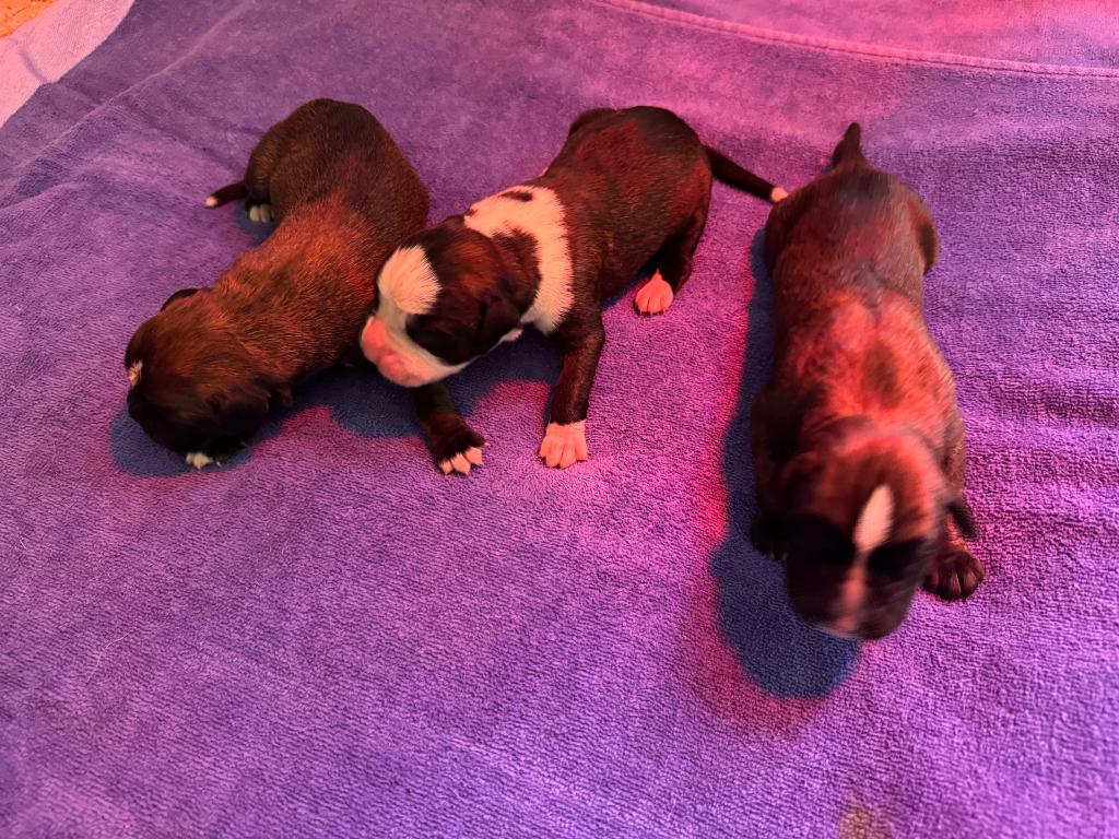 Boxer pups puppy, België, Particulier, 15 weken tot 1 jaar, Overige rassen