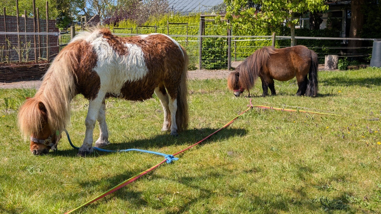Stalling gezocht voor twee shetland ruinen omgeving Veendam, Dieren en Toebehoren, Stalling