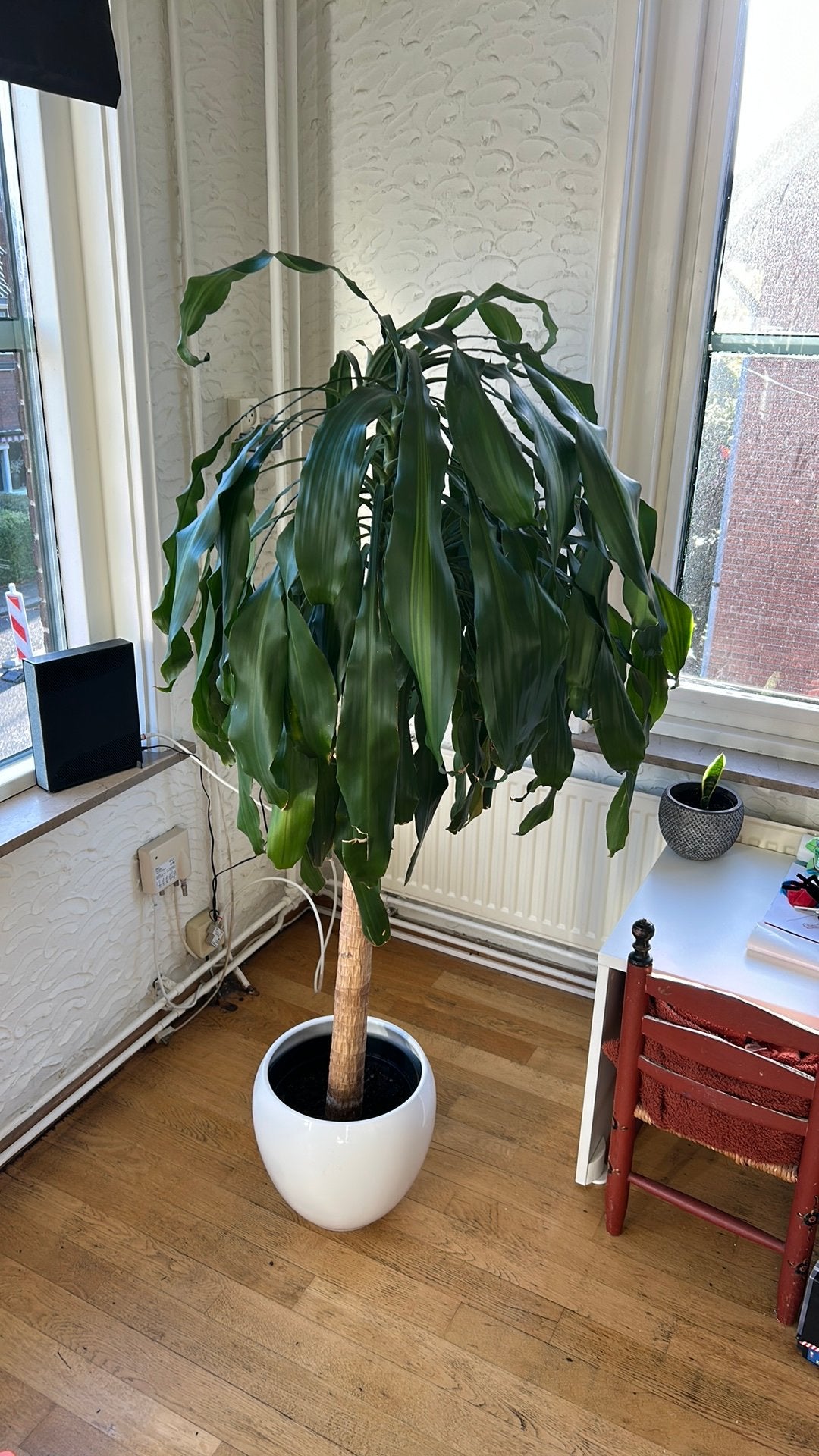 Kamerplant, Huis en Inrichting, Ophalen, Halfschaduw