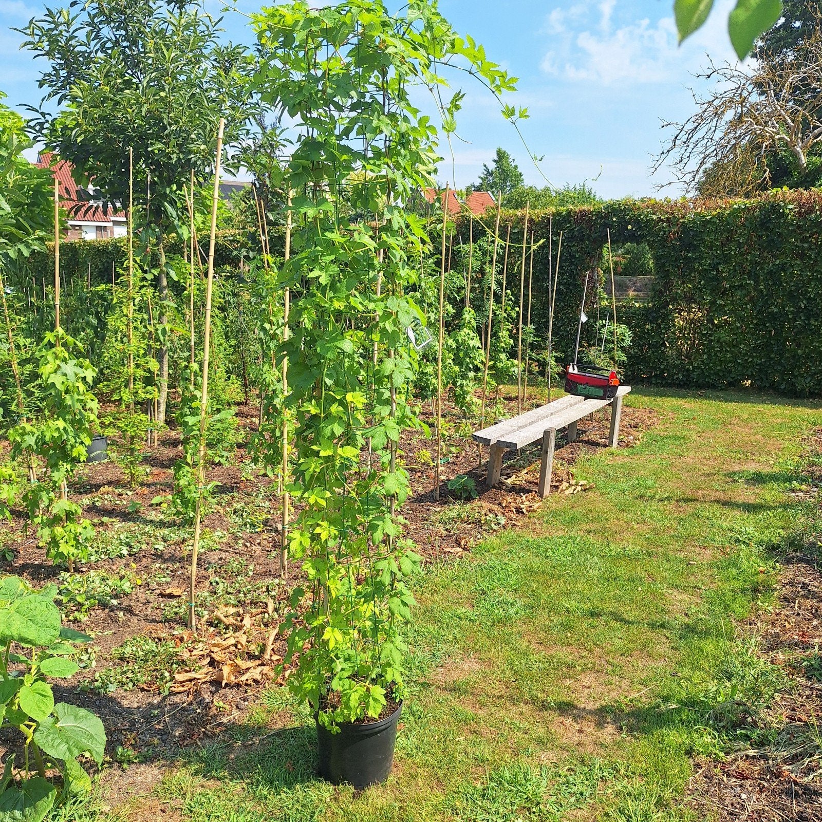 Klimplant Hop (Humulus lupulus) - Zuilvorm, Ophalen