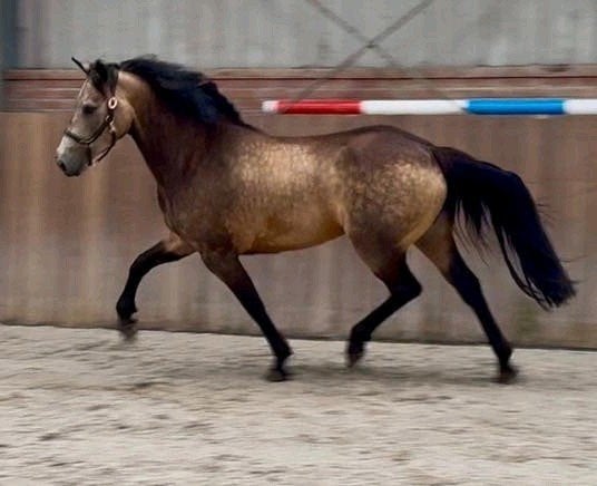 Stoere valk pony merrie, Merrie, Dressuurpony, 3 tot 6 jaar, D pony (1.37m tot 1.48m)