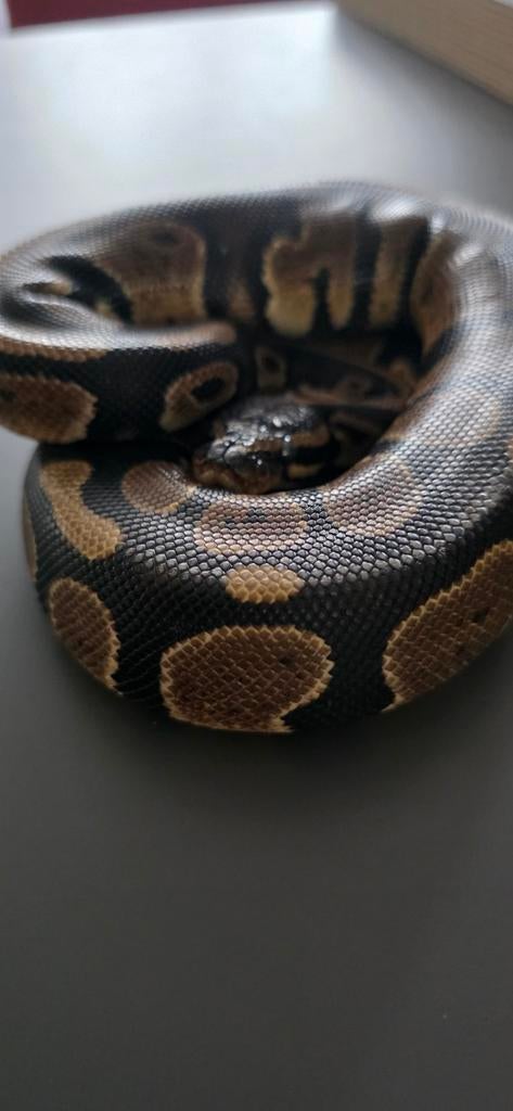 1.0 ballpython 66% het pied 50% het clown Ball Python - male for sale from Laura