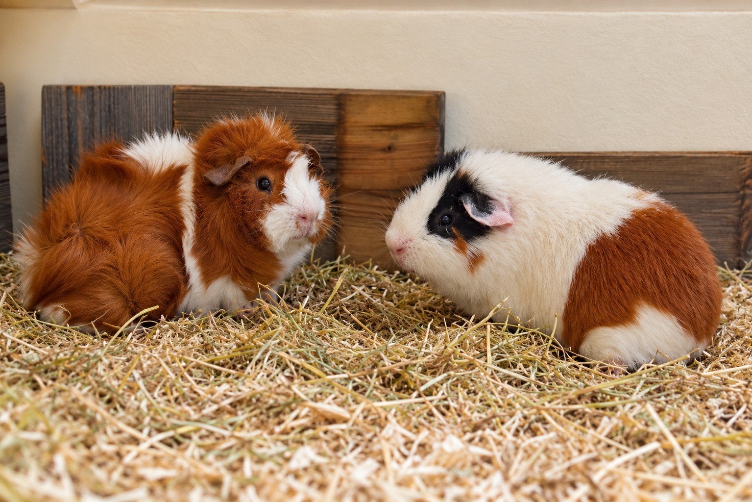 Twee cavia beertjes zoeken een nieuw huisje, Dieren en Toebehoren, Maart, Mannelijk, Cavia